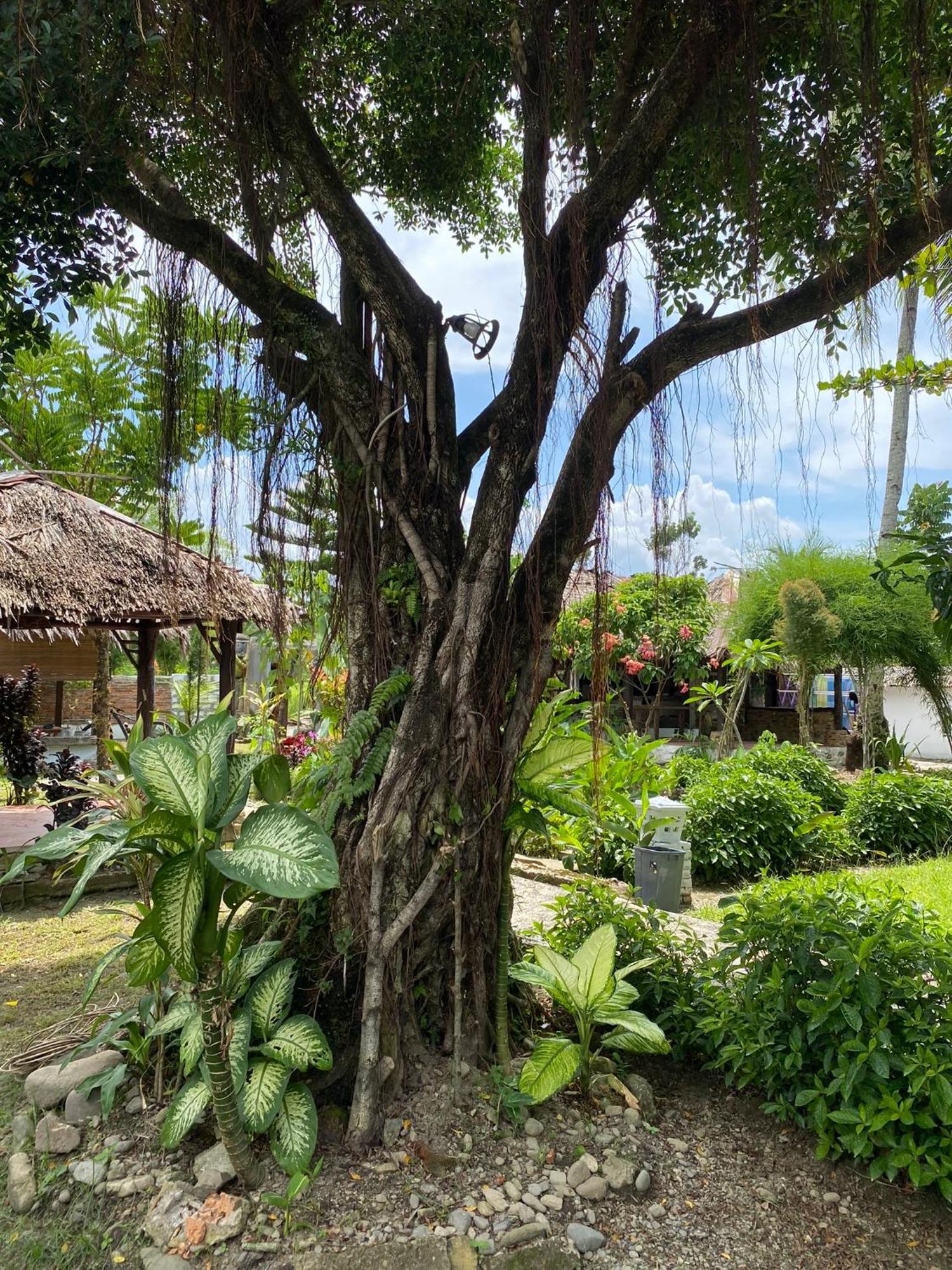 Villa Paradise Bukit Lawang Ngoại thất bức ảnh