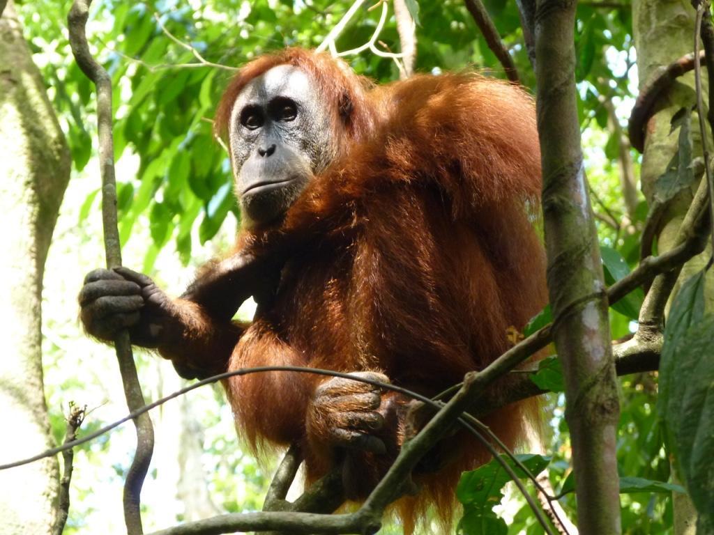 Villa Paradise Bukit Lawang Ngoại thất bức ảnh